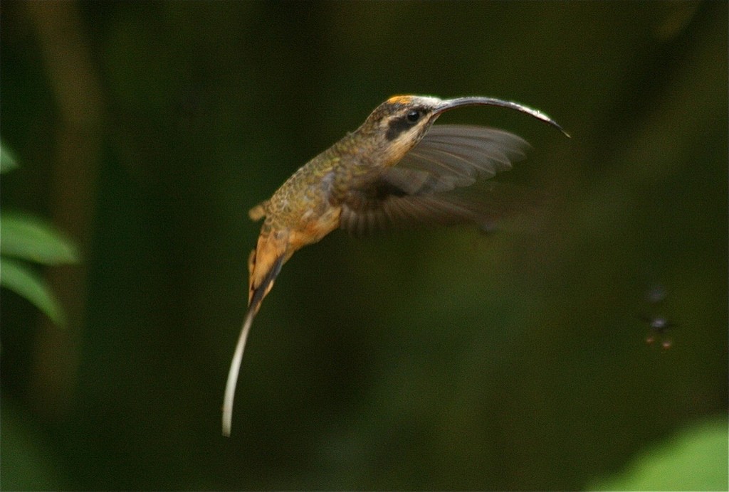 Tawny-bellied Hermit - ML77512841