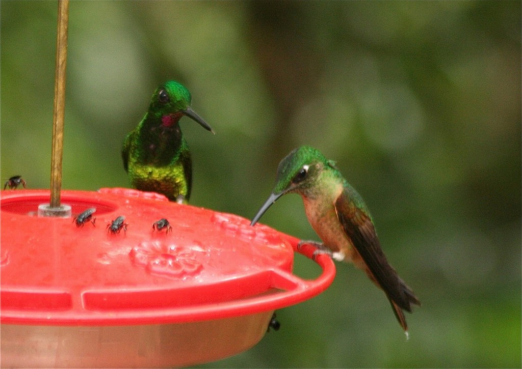 kolibřík císařský - ML77512851