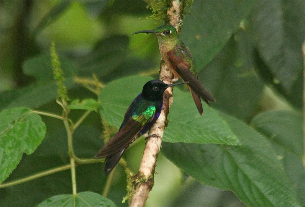 kolibřík hyacintový - ML77512921