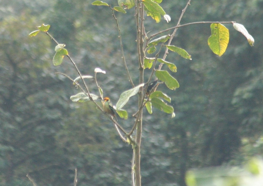 Flame-faced Tanager - ML77513731