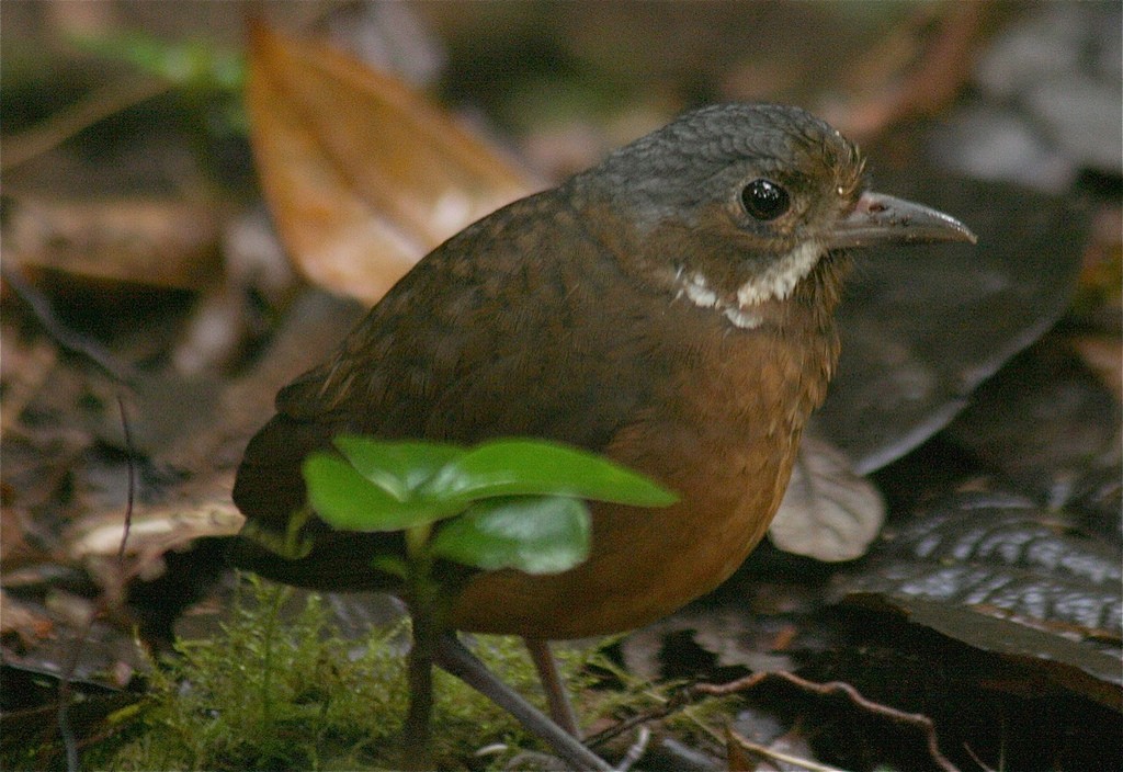 Moustached Antpitta - ML77514261