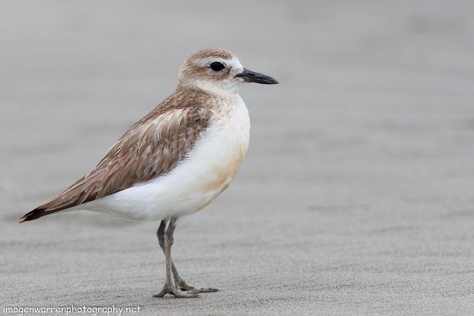 Chorlito Maorí de Isla Sur - ML77514391