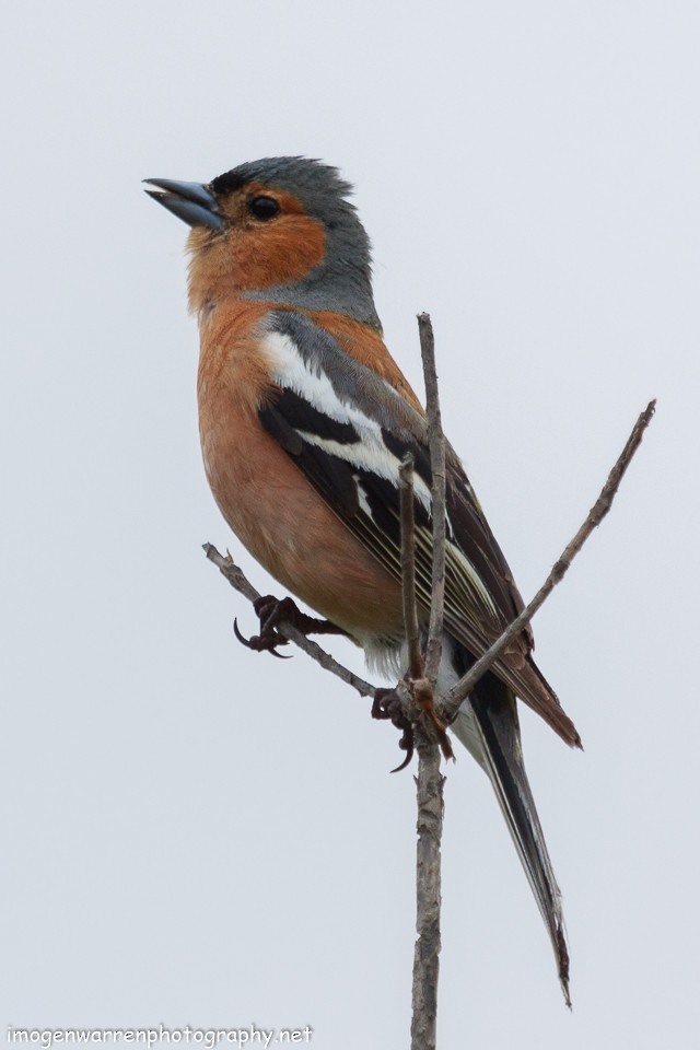 Common Chaffinch - ML77514771