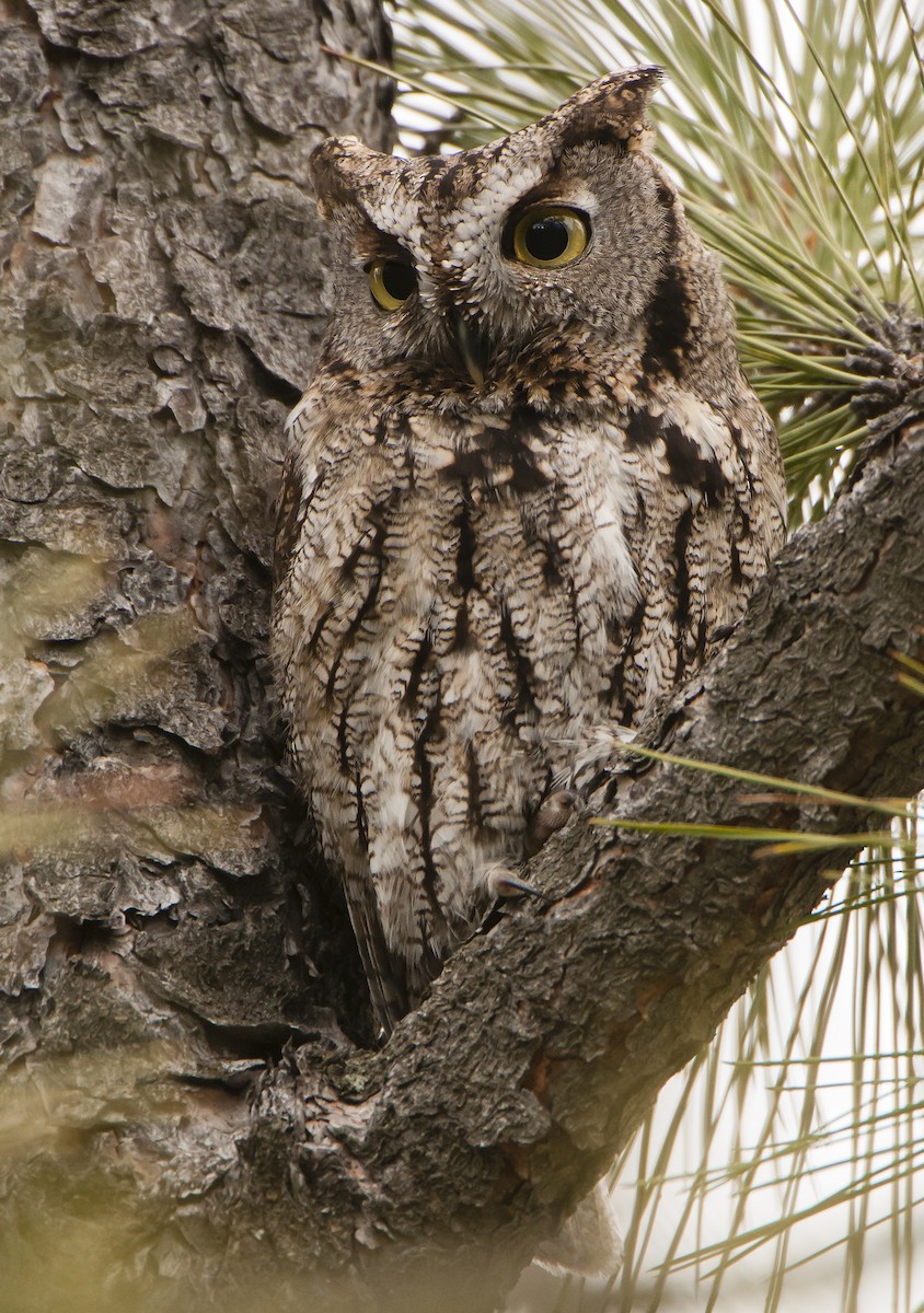 Western Screech-Owl - ML77514781