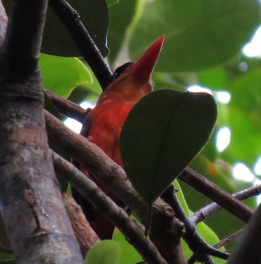 Red-breasted Paradise-Kingfisher - Kevin Seymour