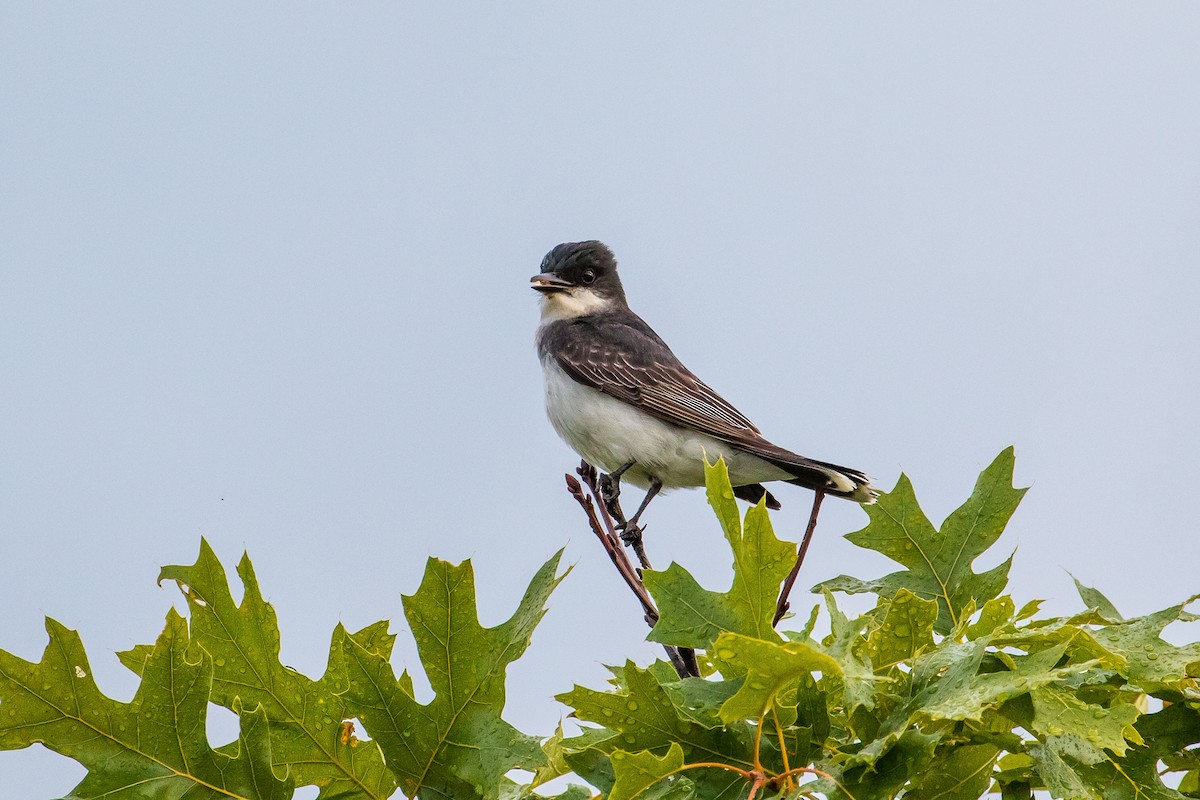 Eastern Kingbird - graichen & recer