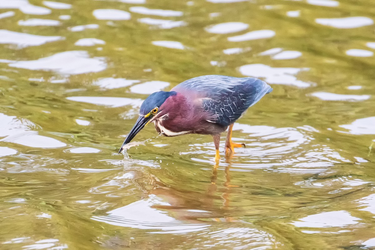 Green Heron - ML77517601