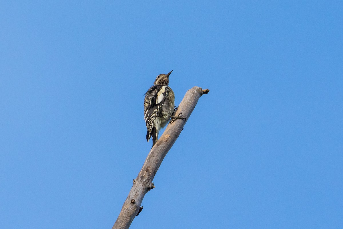Yellow-bellied Sapsucker - graichen & recer