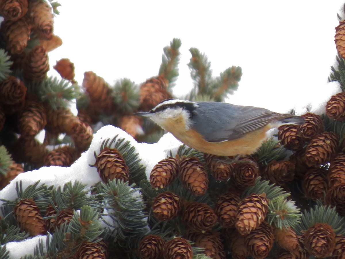 Red-breasted Nuthatch - ML77519911