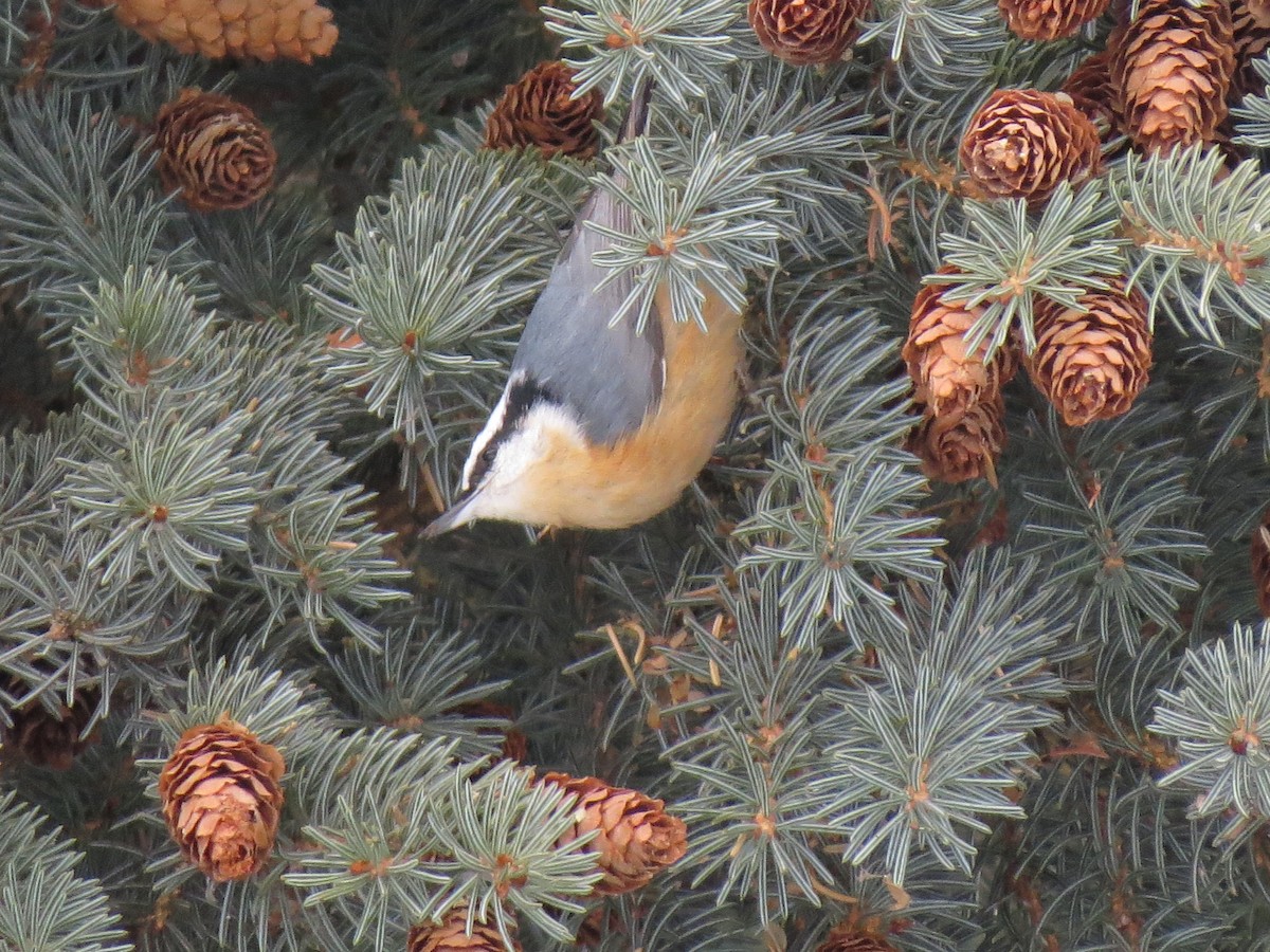 Red-breasted Nuthatch - ML77519961