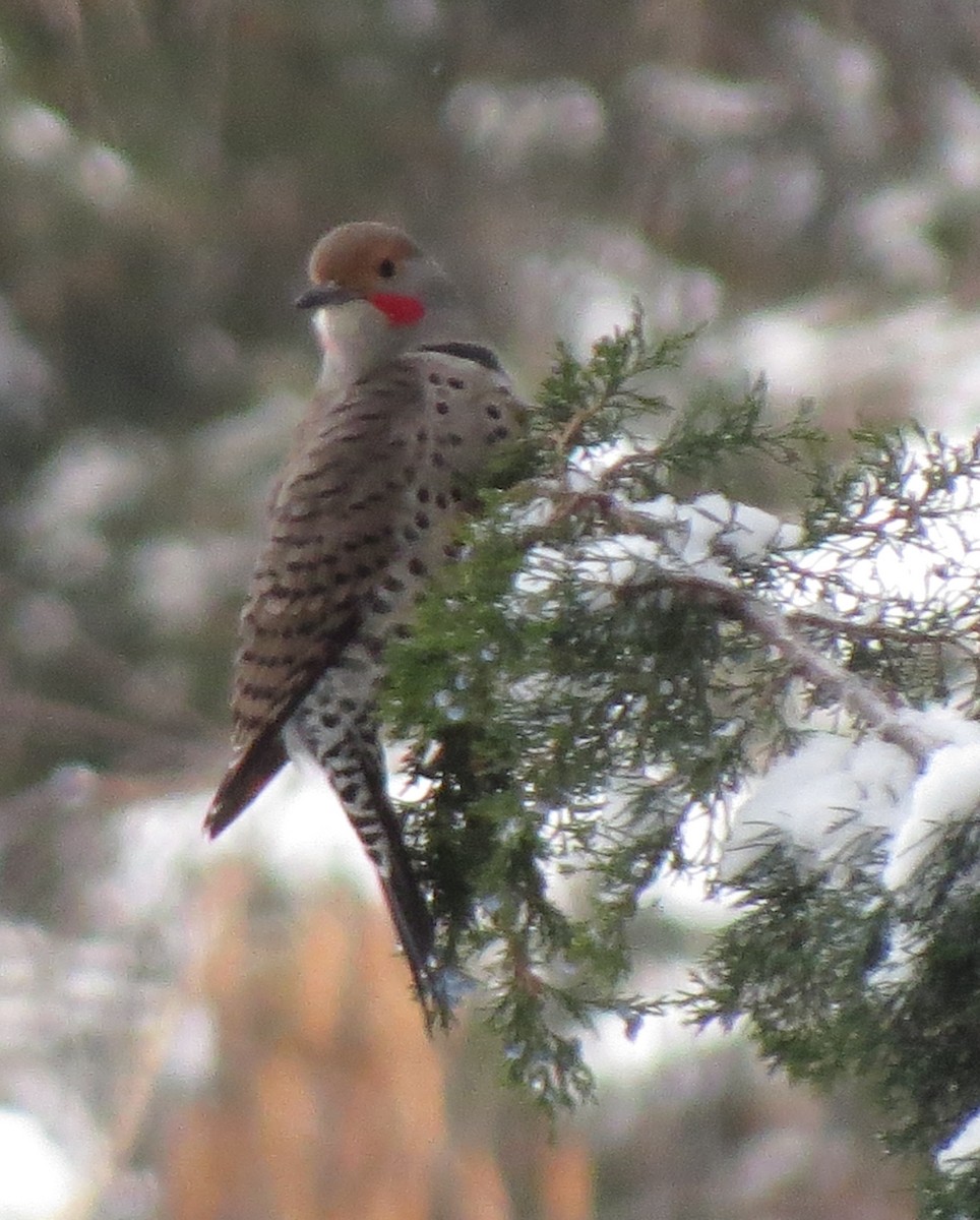 Northern Flicker (Red-shafted) - ML77520061