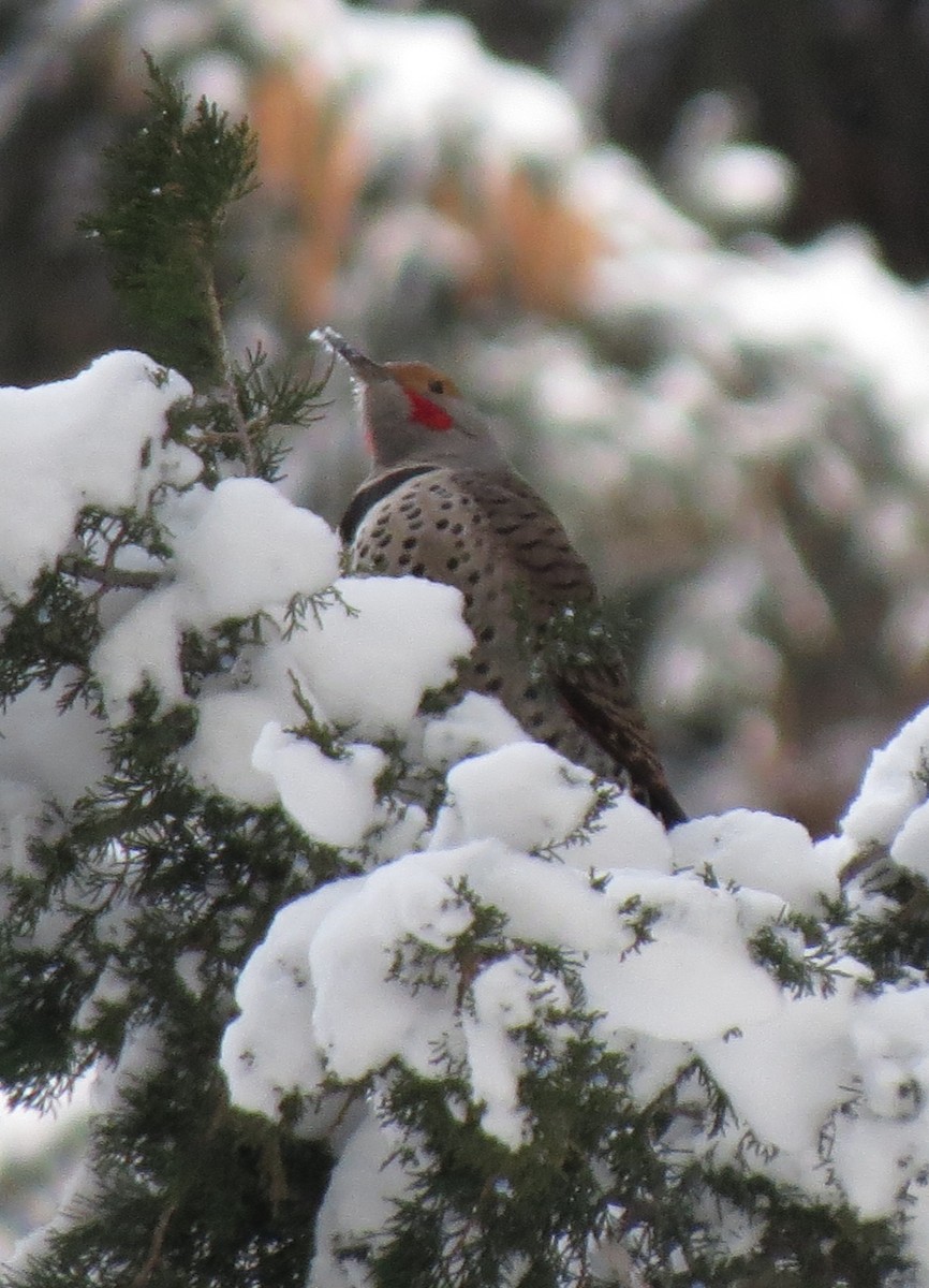Northern Flicker (Red-shafted) - ML77520161