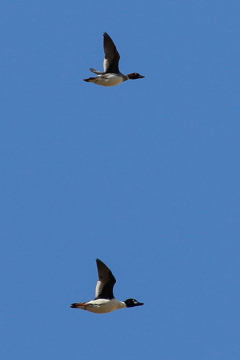 Common Goldeneye - ML77520381