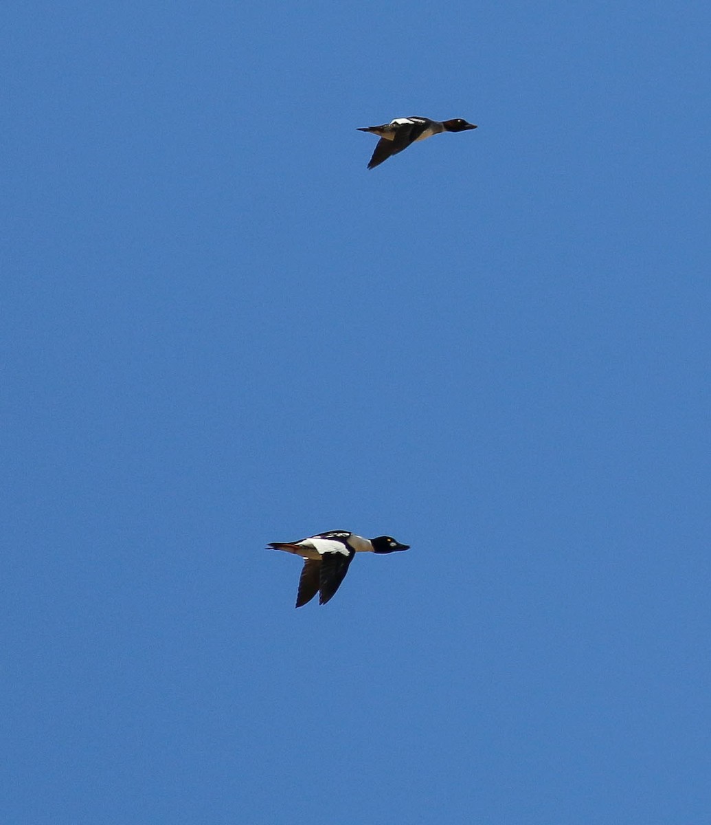 Common Goldeneye - ML77520391