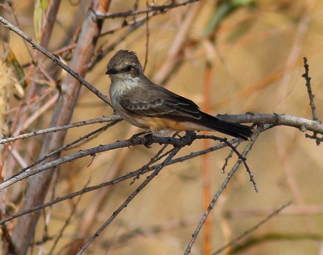 Vermilion Flycatcher - ML77520601