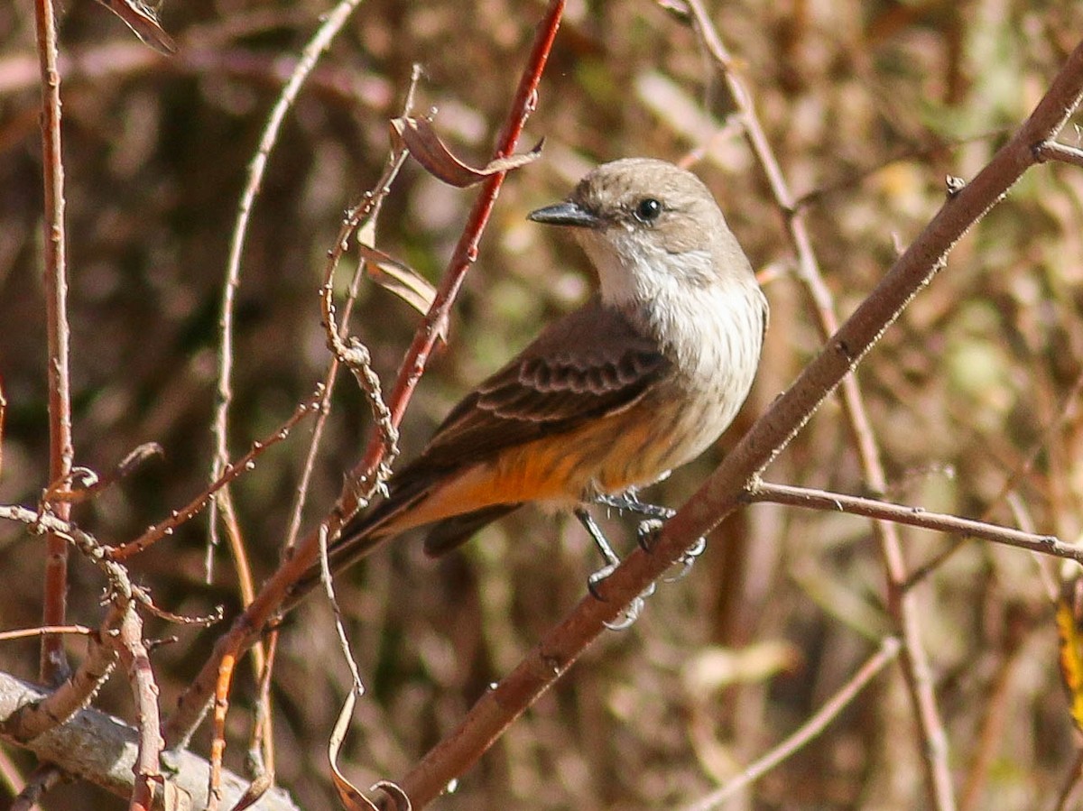 Vermilion Flycatcher - ML77520611