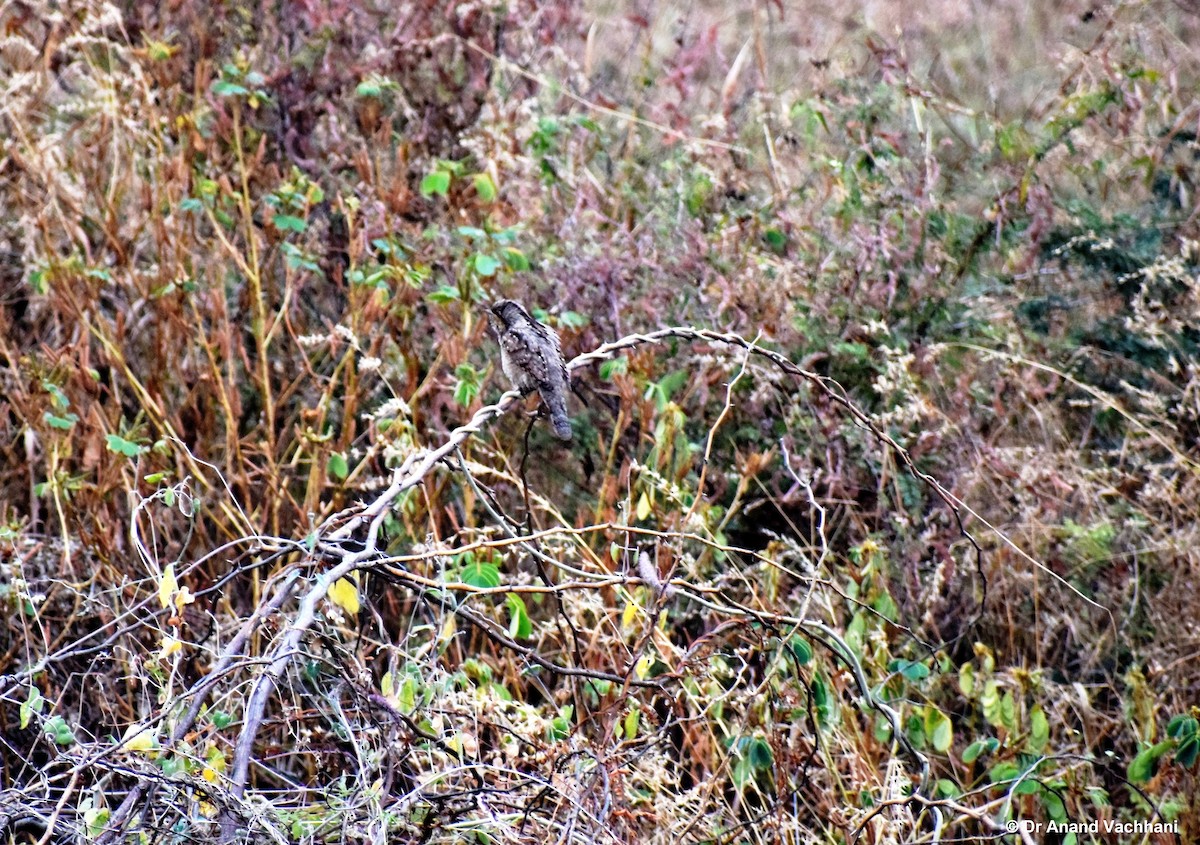 Eurasian Wryneck - ML77522251