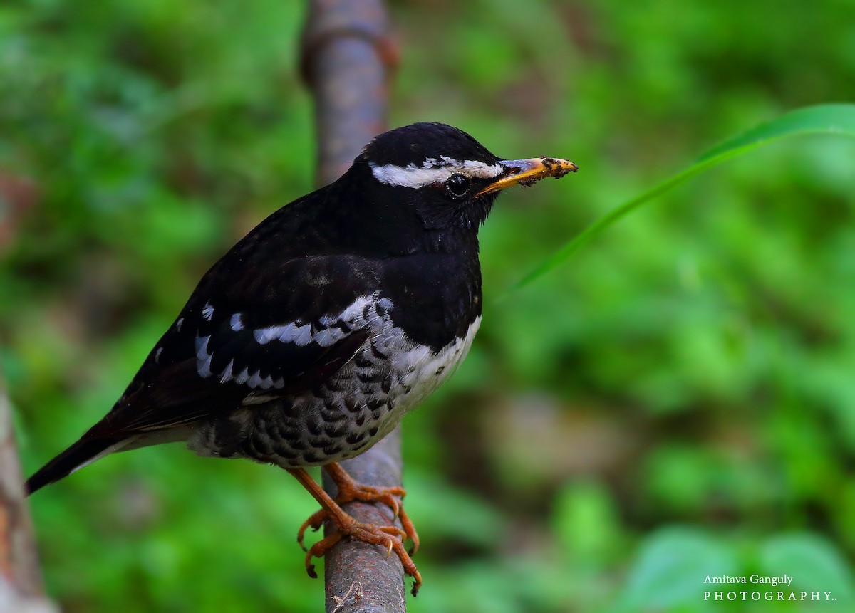 Pied Thrush - ML77522721