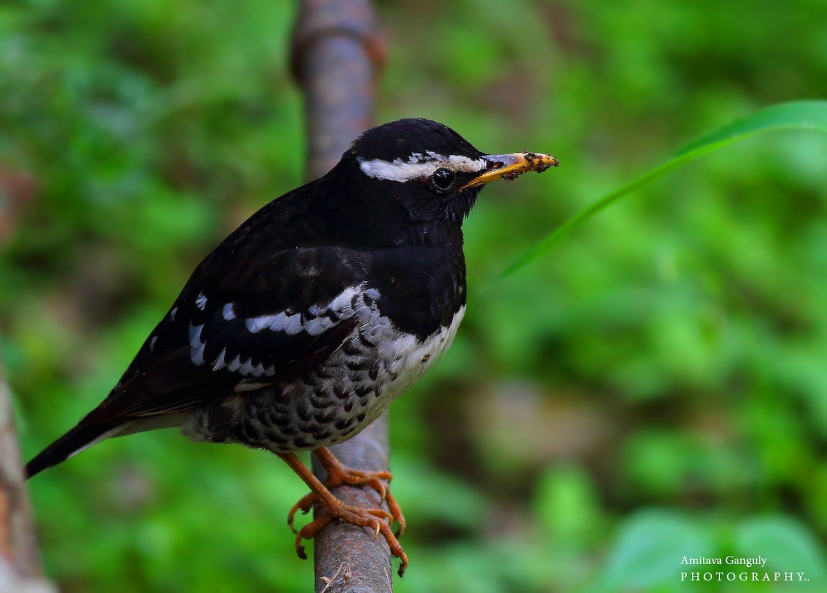 Pied Thrush - Amitava Ganguly