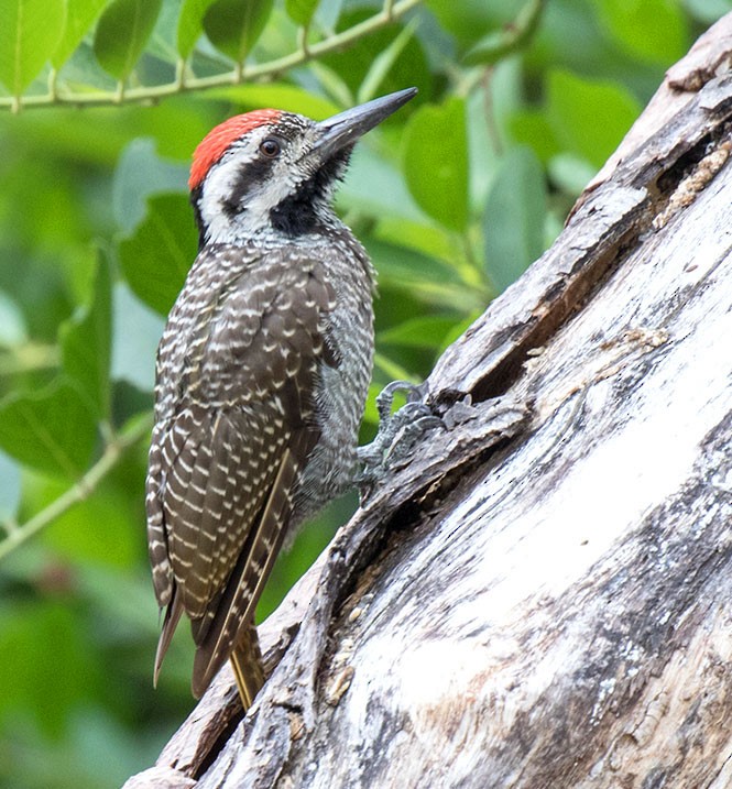 Bearded Woodpecker - ML77523191