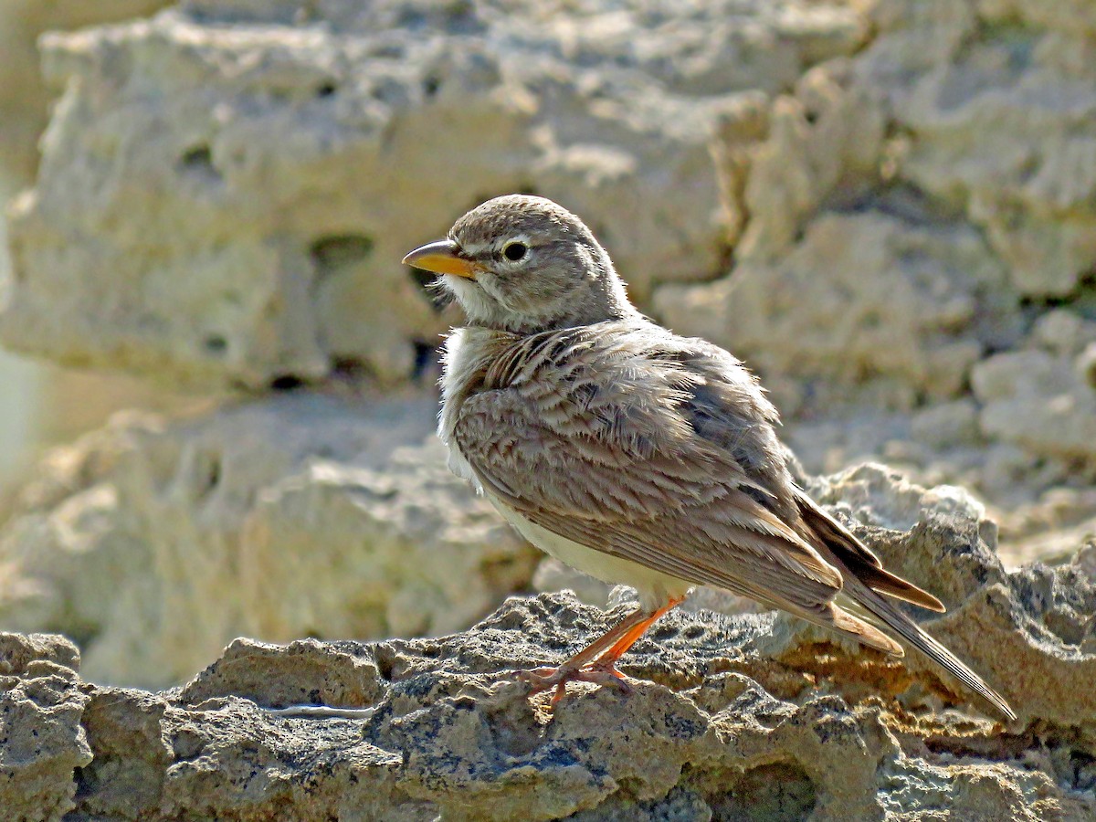 Desert Lark - ML77523901