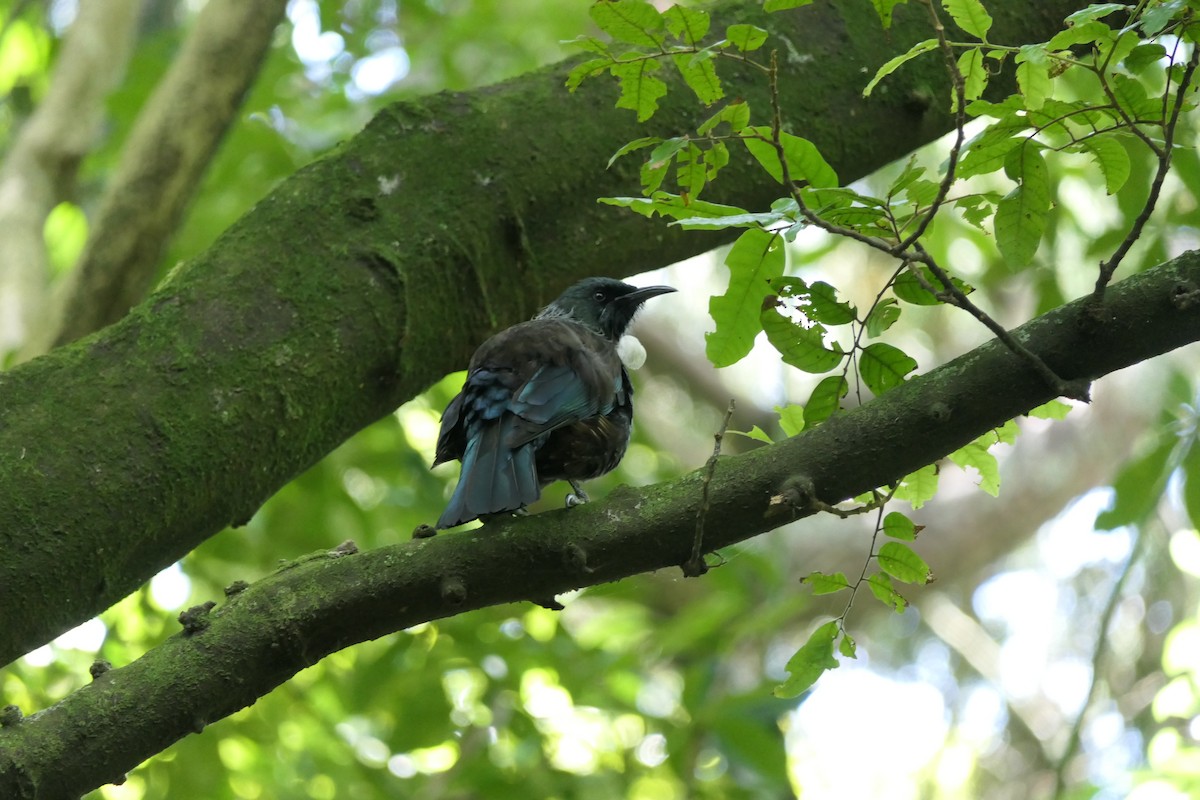 Tui - ML77523931