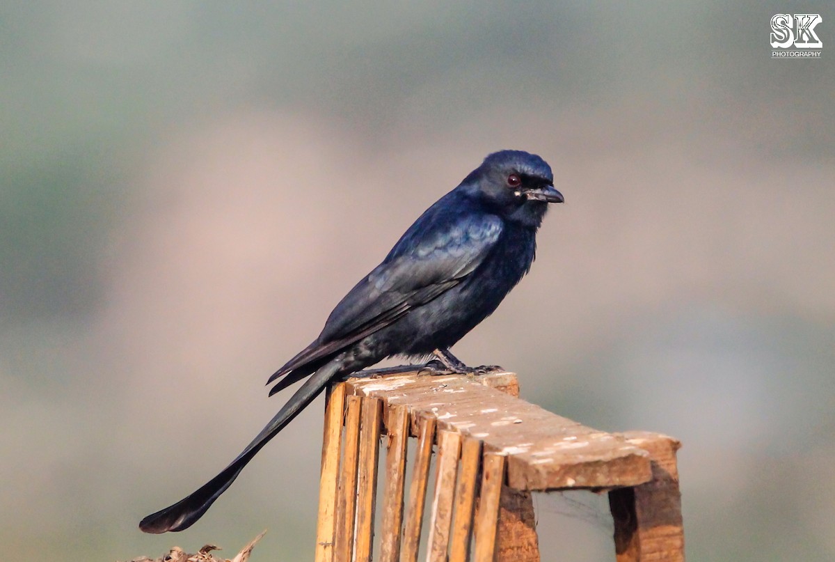 Black Drongo - Sachin Kumavat