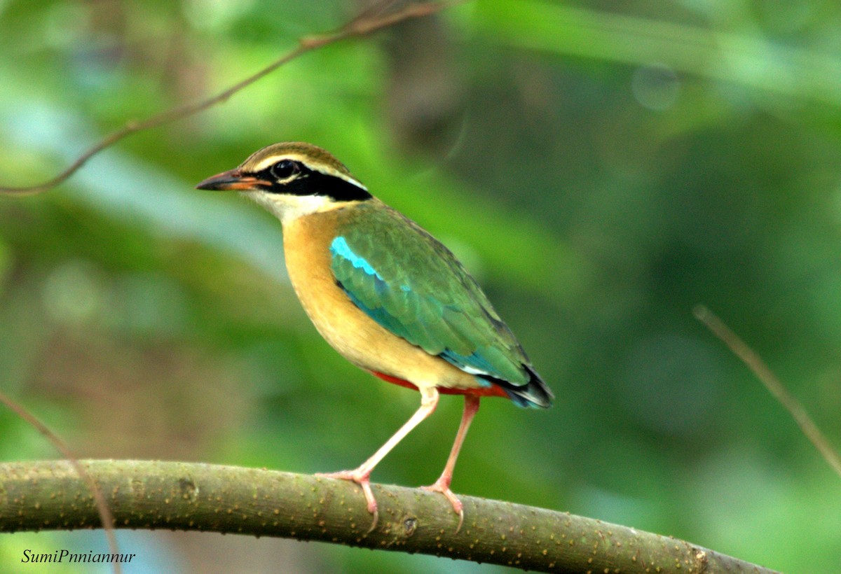 Bengalenpitta - ML77524501