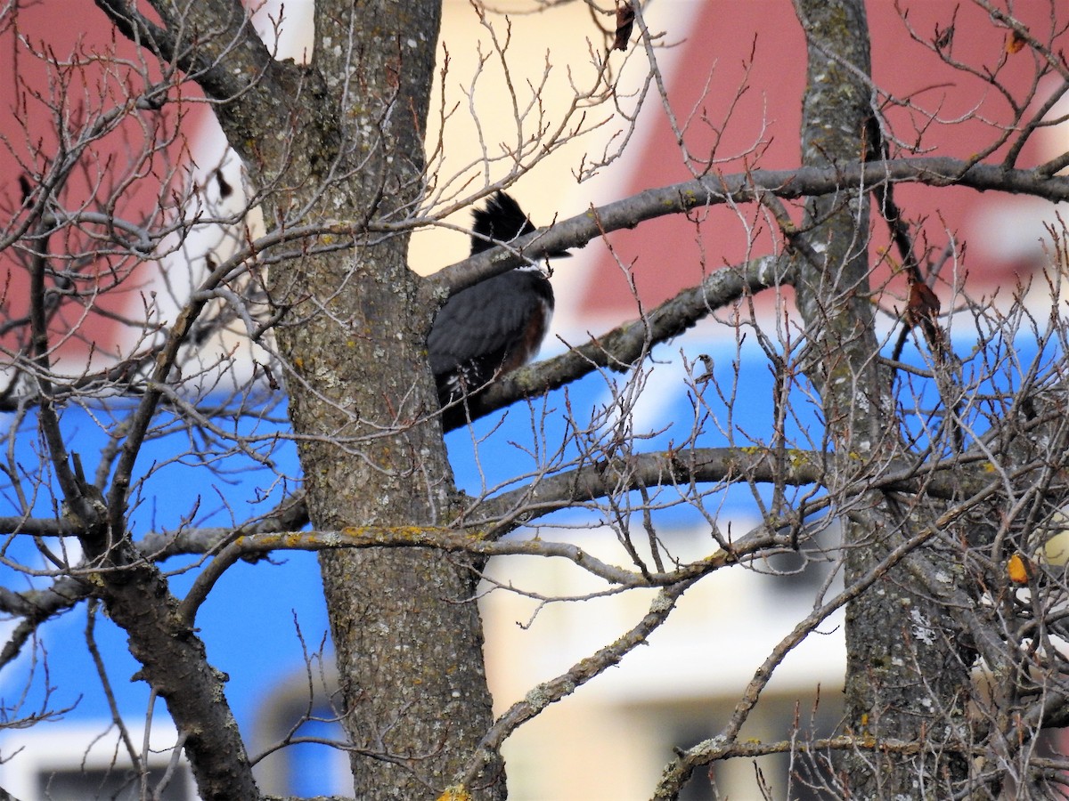 Belted Kingfisher - ML77525721