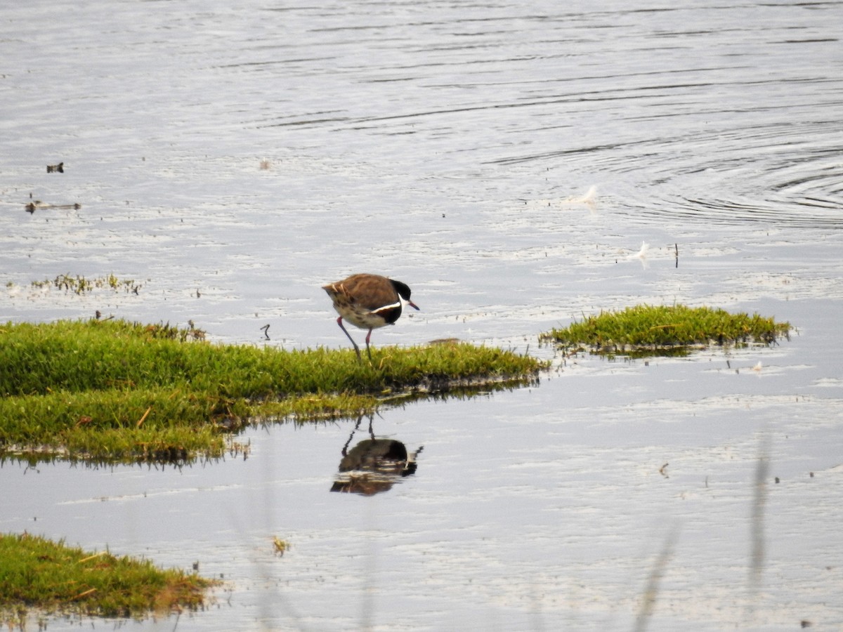 Red-kneed Dotterel - Ken Crawley