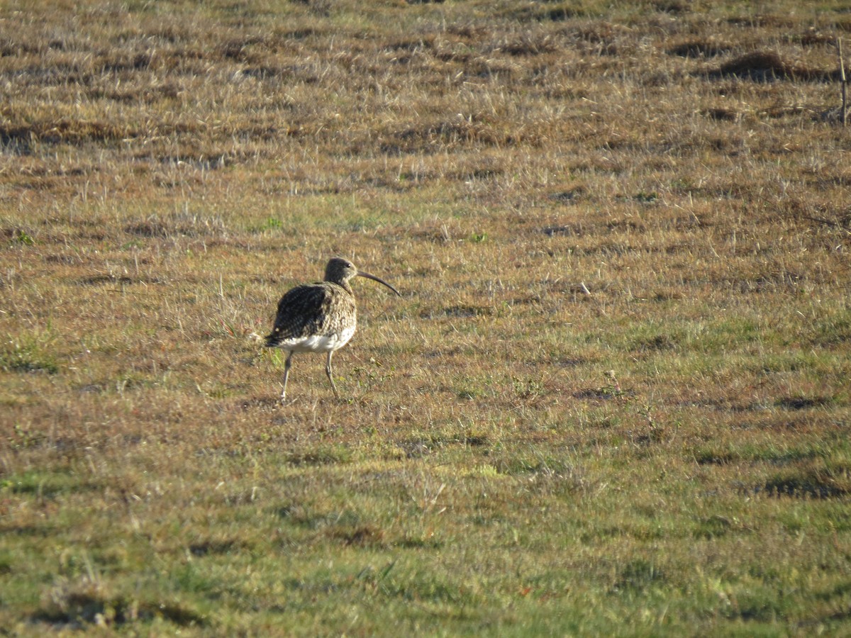 Eurasian Curlew - Manuel Rodríguez Gallego