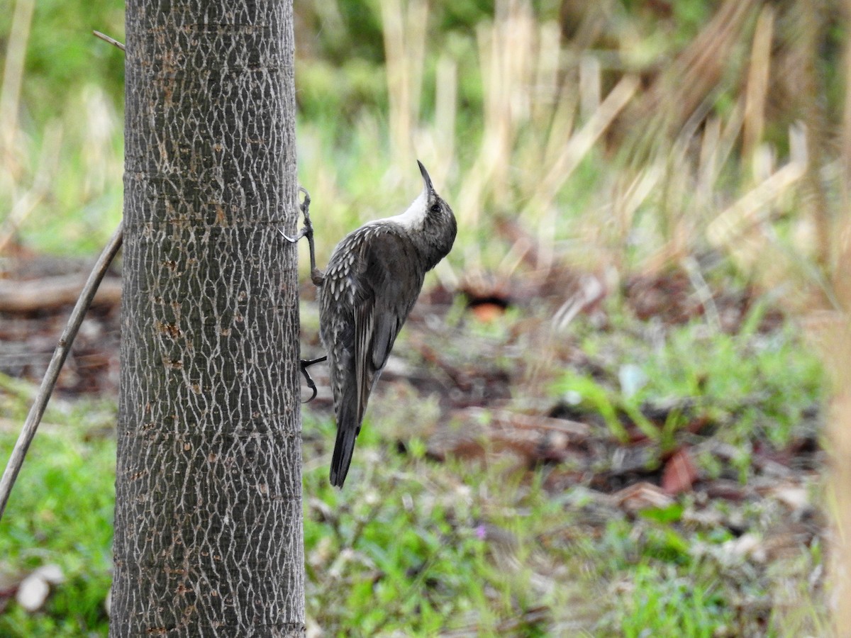 White-throated Treecreeper - ML77527621