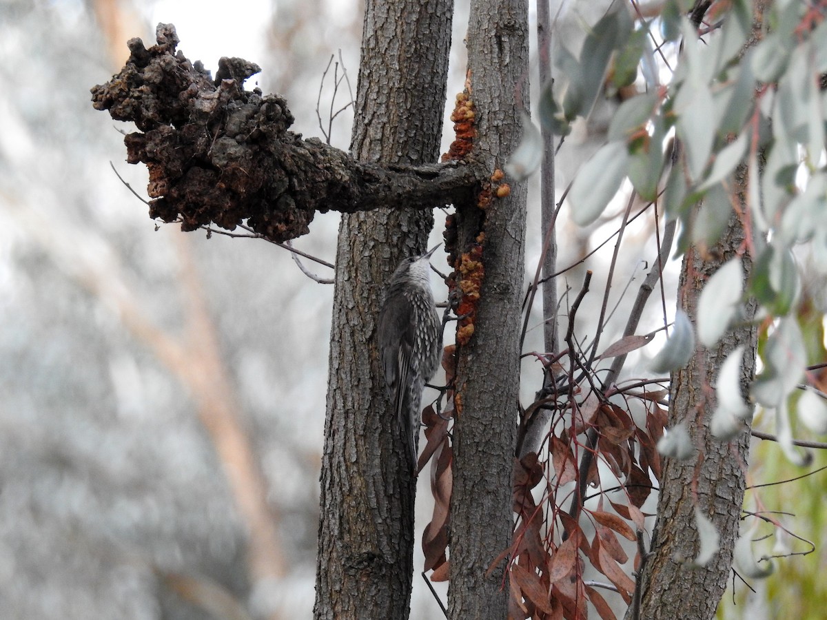 White-throated Treecreeper - ML77527651