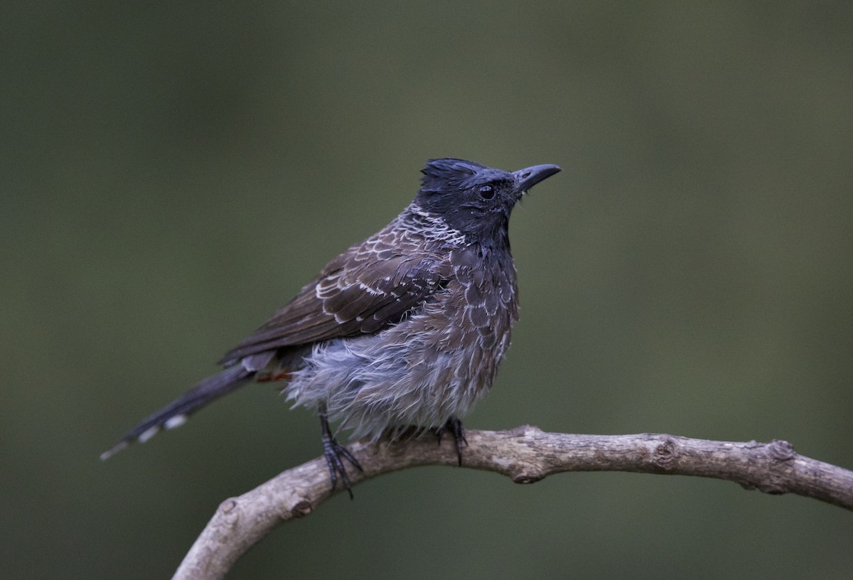 Red-vented Bulbul - ML77528161