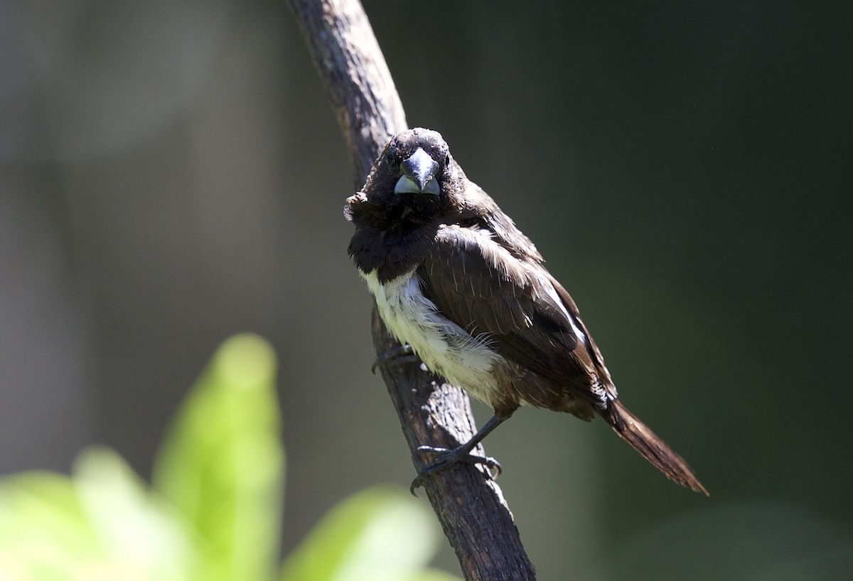 White-rumped Munia - ML77528211