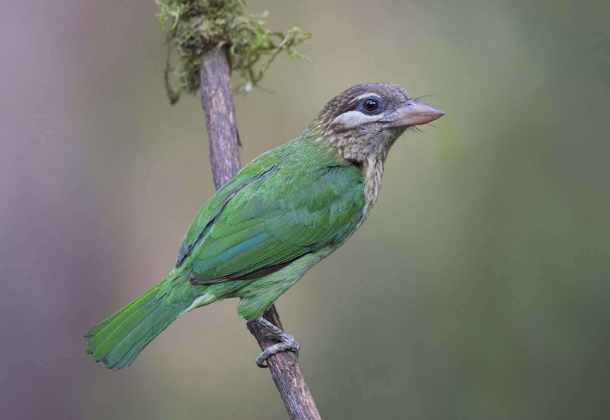 White-cheeked Barbet - jaya samkutty