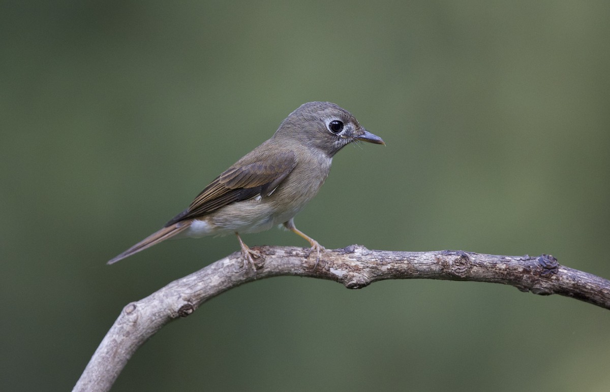 Brown-breasted Flycatcher - ML77528251