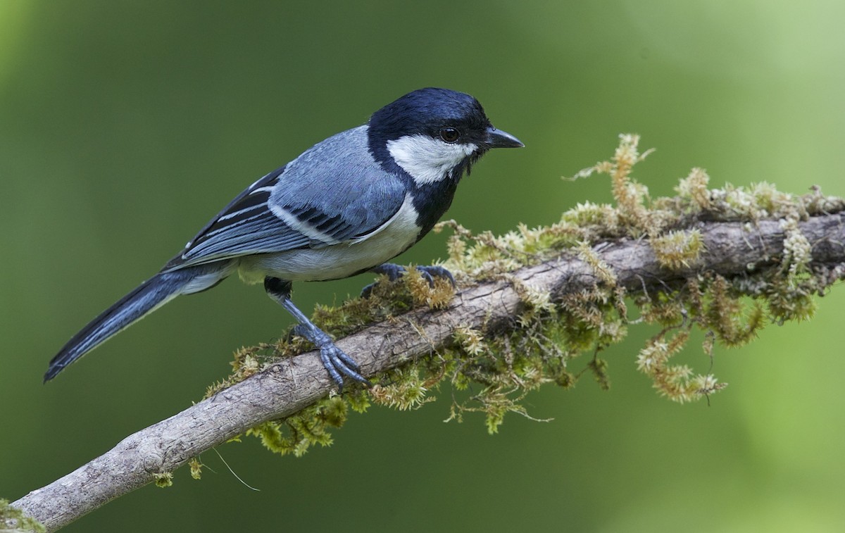 Cinereous Tit - ML77528261