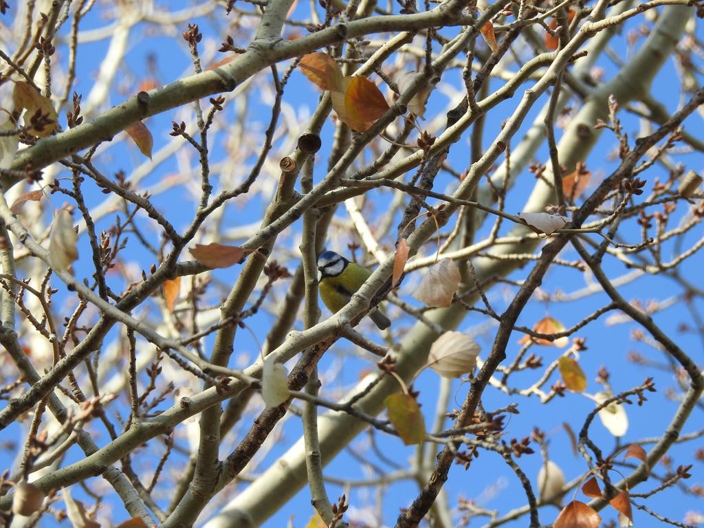 Eurasian Blue Tit - ML77530481