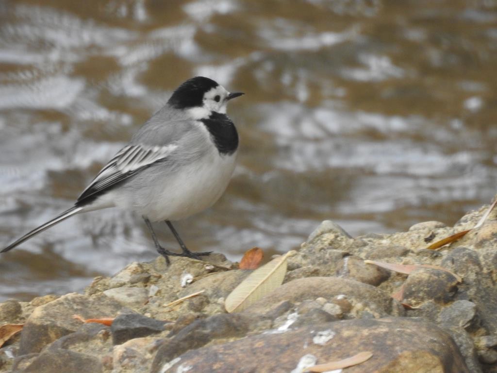 White Wagtail - ML77530491