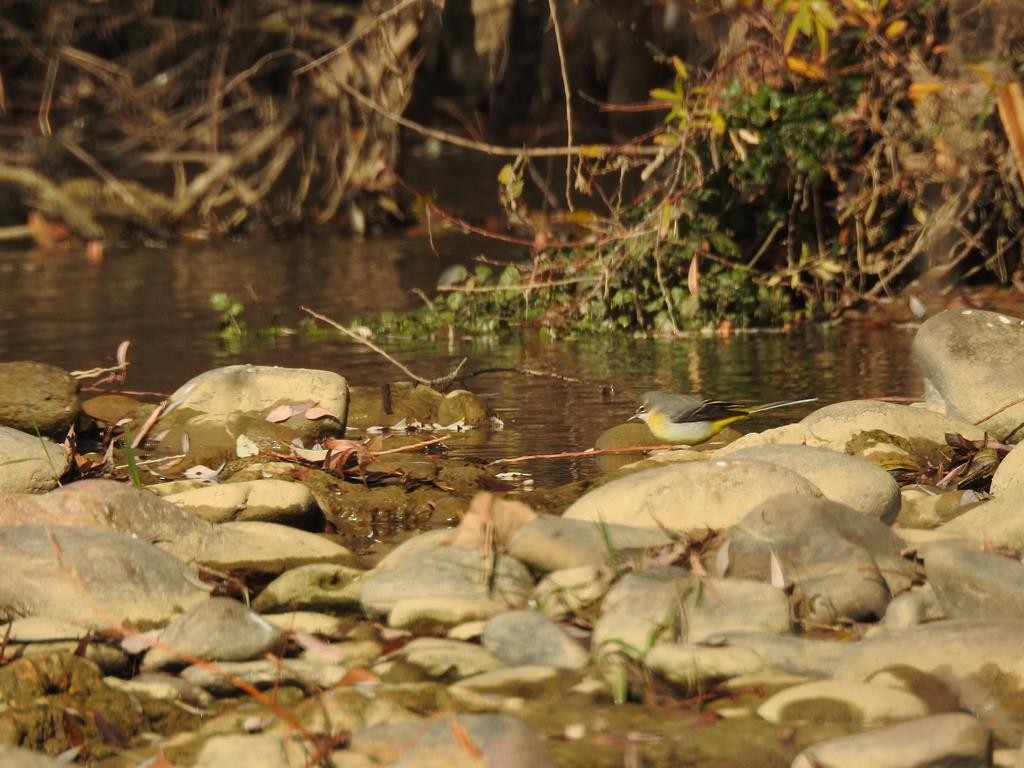 Gray Wagtail - ML77530531