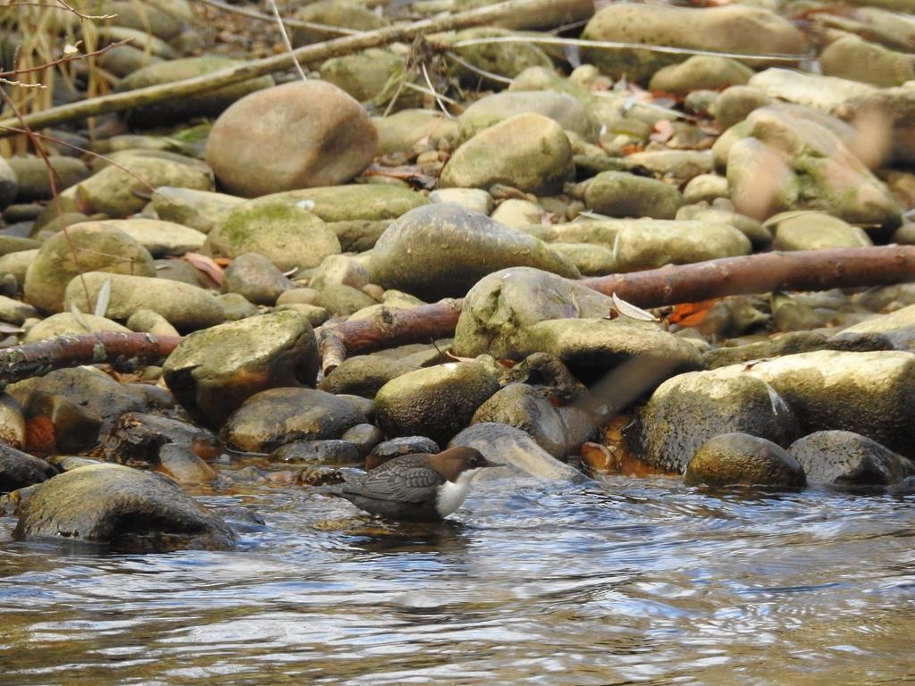 White-throated Dipper - ML77530541
