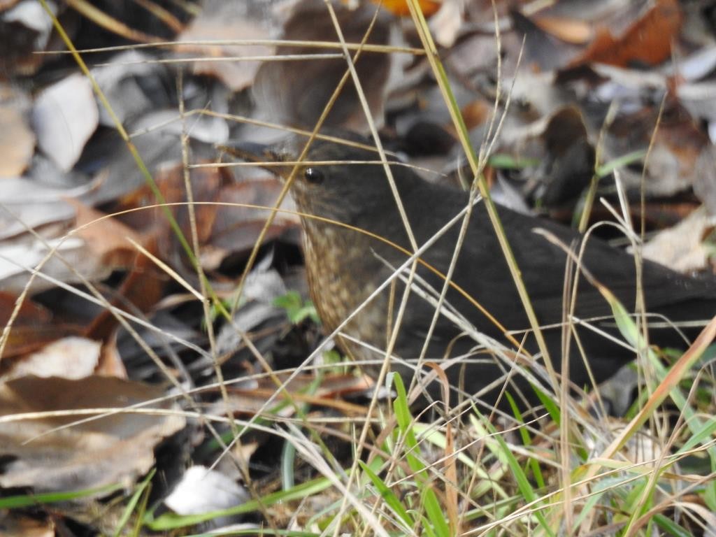 Eurasian Blackbird - ML77530551