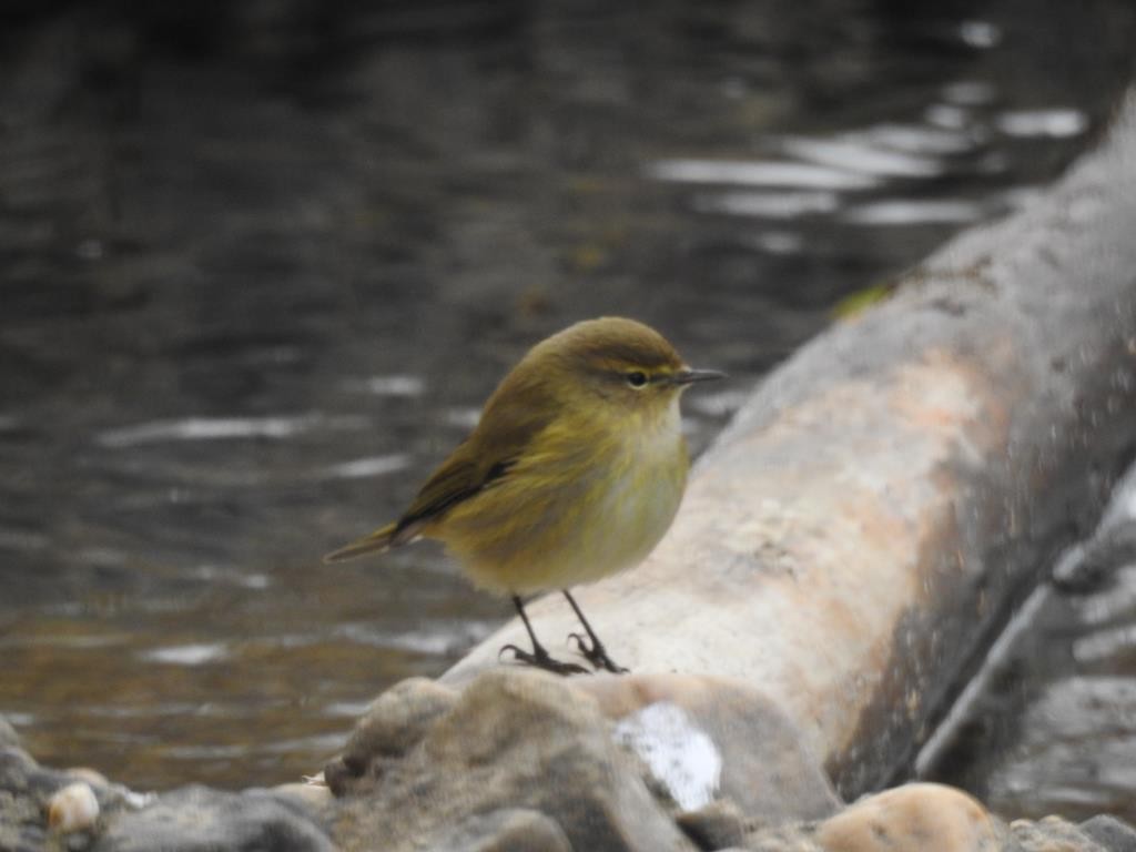 Common Chiffchaff - ML77530571