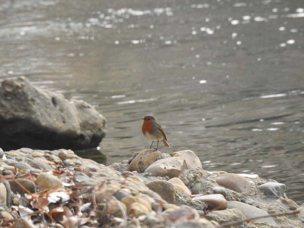 European Robin - ML77530591