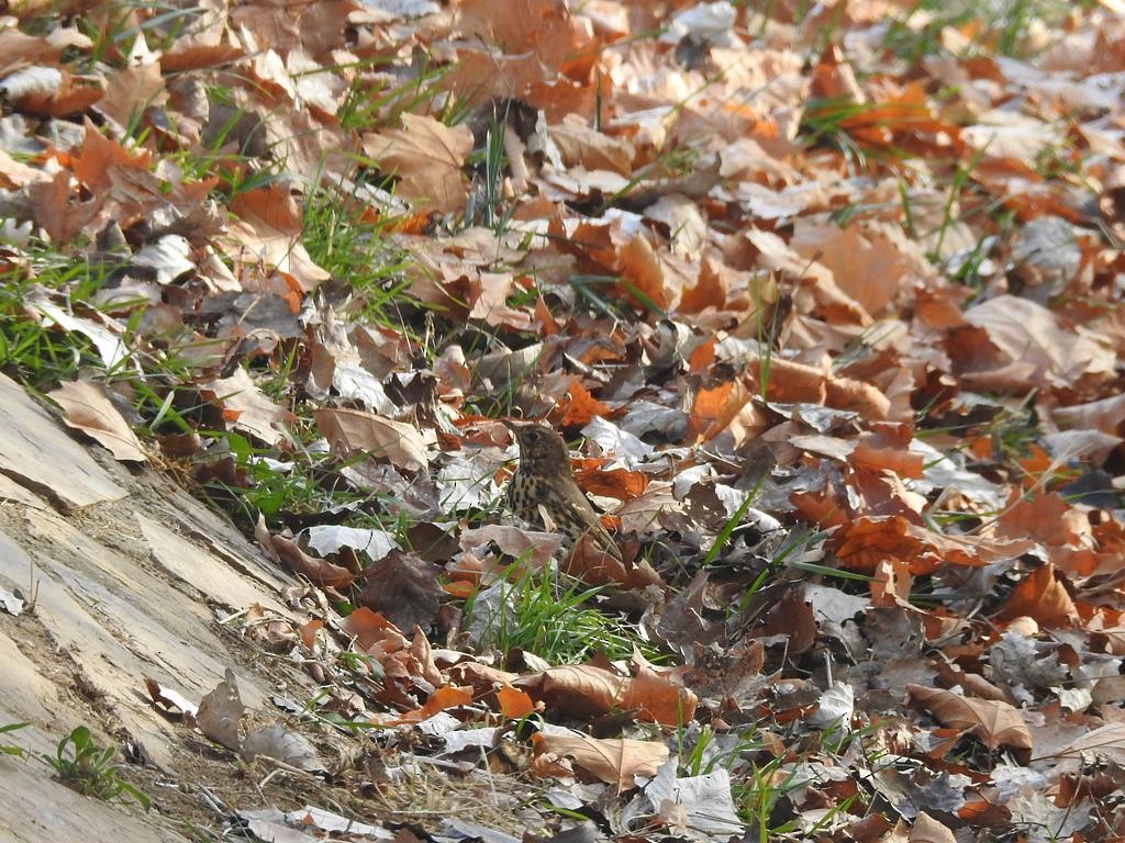 Song Thrush - ML77530611