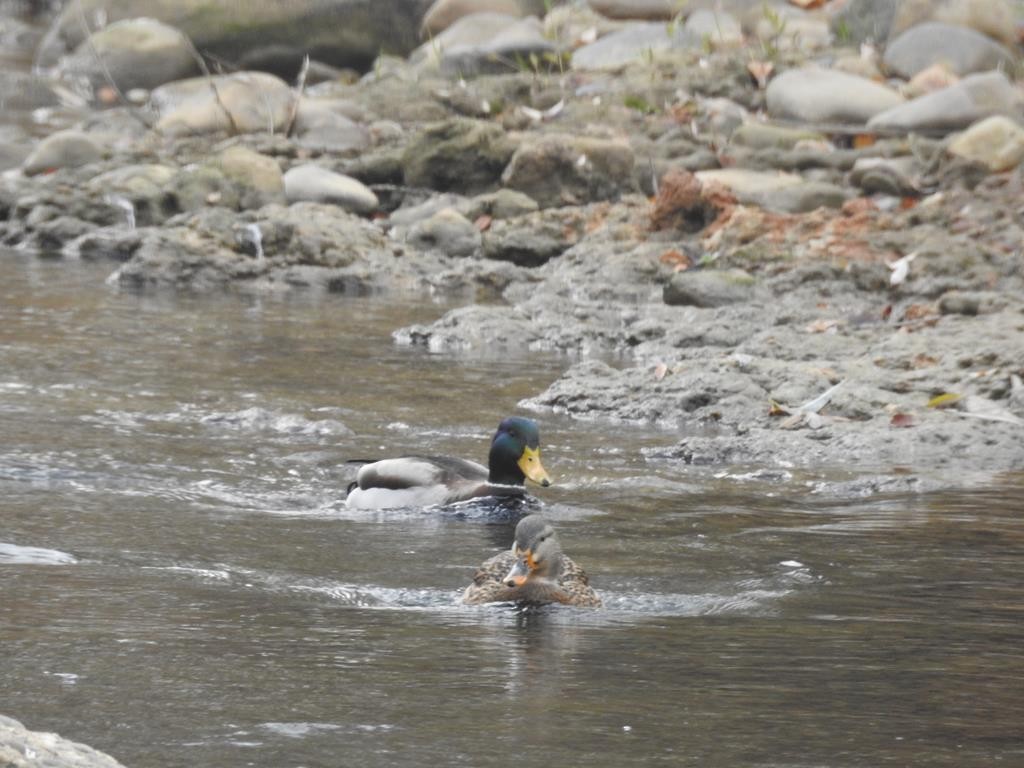 Mallard - ML77530641