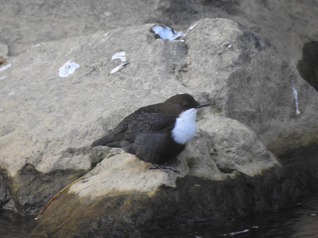 White-throated Dipper - ML77530681