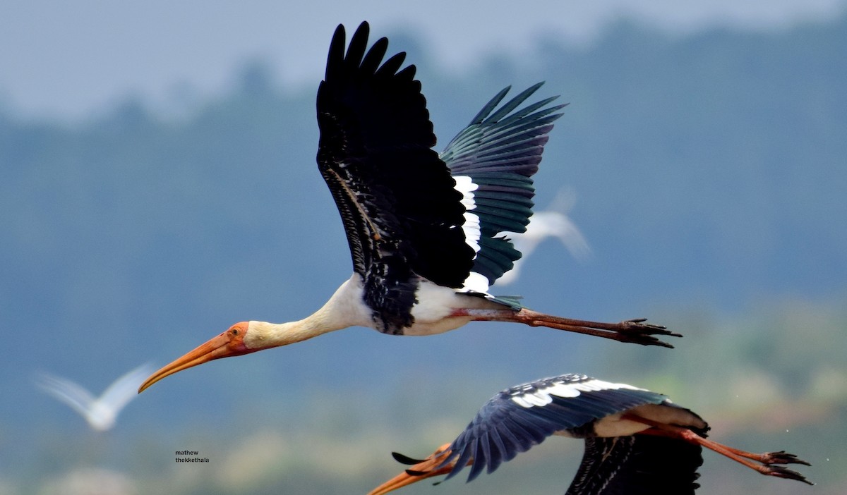Painted Stork - mathew thekkethala