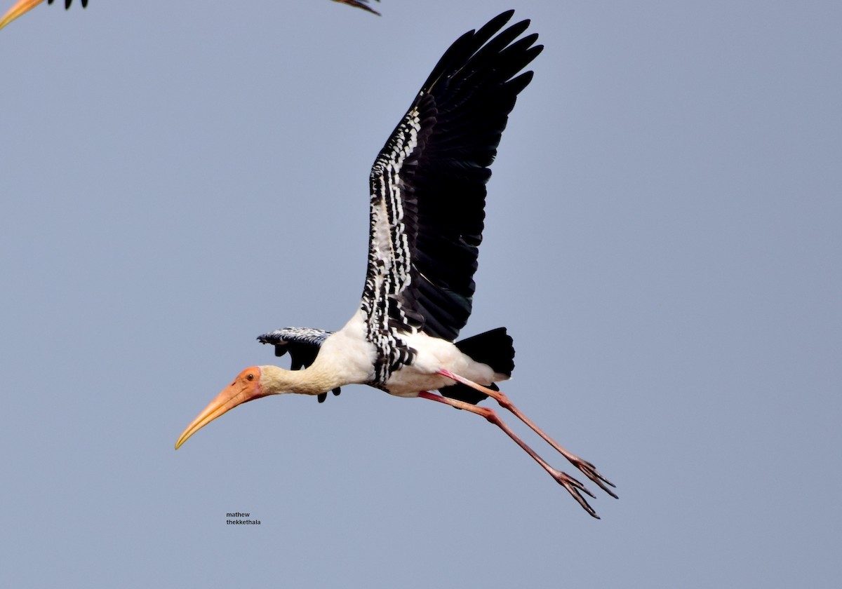 Painted Stork - mathew thekkethala